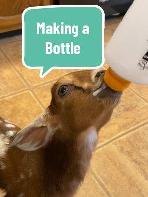 Making a bottle for the cutest “kid” also enjoy some baby bottle goat ASMR. #goats #thatgoatmama #hobbyfarmlife #goatlife #housegoat #babygoats #hobbyfarm #bottlebaby #babygirl #babybottlegoats #growingfast @ThatGoatPapa 