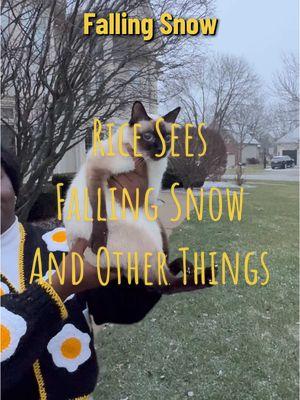 Rice sees falling snow! Rice is in a diff location which means…new things to see. #ricethecat #catoftiktok 