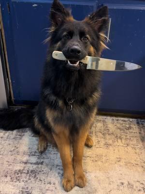 Daykis got it covered one way or another 😂😂😂 #sillygoose #sillybilly #paperwork #witness #evidence #germanshepherd #homeprotection #personalprotectiondog #longhairgermanshepherd #longcoatgsd #germanshepherdsoftiktok #servicedog #showdog #2025 #foryoupage #fypシ #fyp #fypシ゚viral #fypシ゚viral #fypage 