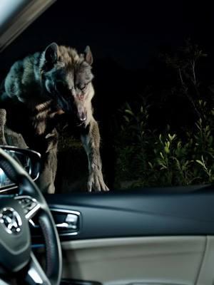 Would you let bro drive?  #cryptid #werewolf #weirdcore #strangepets #weirdpets #fiendcore #terror #freaky #ladykiller 