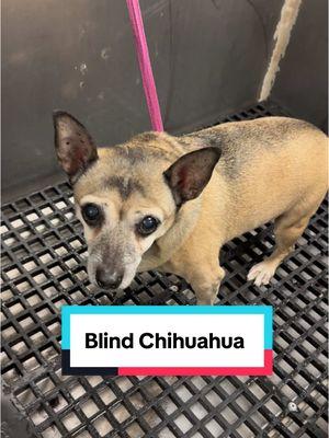 Blind Senior Chihuahua mix 🐾 #chihuahua #chihuahuastiktok #doggroomer #doggrooming #dogbath #tutorial #dogsoftiktok 