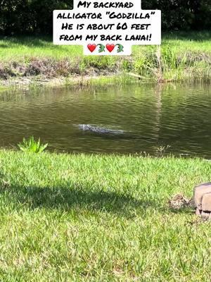 #venicefl #veniceflorida #floridacheck #floridalife #floridaliving #florida #floridavibes #wildlife #respectwildlife #wildlifelover #wildlifelovers #alligator #alligators #alligatorsoftiktok #gators #gators? #gatorsdaily #floridaalligator #neighborhood #myneighborhood #backyard #backyardvibes #backyards #mybackyard #dinosaur #dinosaurs #theywereherefirst #respectwildlite #majestic #nature #naturelover #floridaalligator #nature #naturevibes #natureathome #natureloversoftiktok