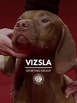 Did you know the Vizsla is also called the Hungarian Pointer? #thisisakc #vizsla #vizslasoftiktok #vizslalove