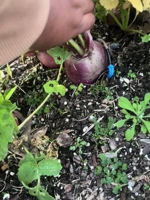 #radishes #harvest #backyardharvest #harvesting #gardening 