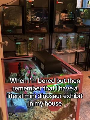 #reptiles #reptilekeeper #reptileroom #dinosaurs #reptilemom #reptilebreeder #reptilelover #reptiletiktok #geckoroom #geckobreeder #geckotok #geckotiktok #geckokeeper #exoticpets #exoticpetsoftiktok #PetsOfTikTok #petroom #petlover #petlife #fyp 