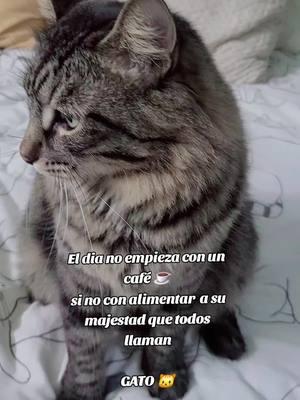 El dia no empieza con un café si no con alimentar a su majestad que todos llaman GATO 🐱  #fyp  #catslife #catslovers #catsmoves #cats  #gatos  #gatostiktok  #gatosdetiktok  #gatitos  #cafe 