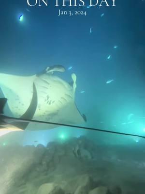 #onthisday #mantarays 