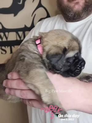 Puppies🐶 #englishmastiff #nc #bigpawmastiffs #mastiff #fyf  #onthisday #mastiffsoftiktok #bigdog #puppiesoftiktok #gentlegiant 