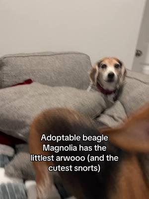 Meet Magnolia, the rescue beagle with the littlest arooo you've ever heard! Watch as she shows off her adorable tiny howl—it’s small but mighty in cuteness! Sound on for max "aww" factor! Tribeagles.org #beagle #beagles #beagletok #houndhouse #rescuedog #adoptme #adoptdontshop #dogsoftiktok #aroos 