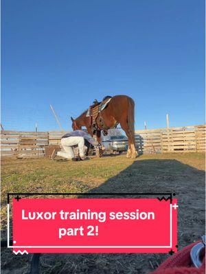 Part two of this random session with Luxor.  #horse#horses#diamondacres#luckydiamonds#aqha  