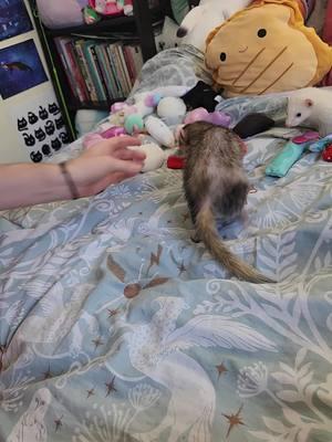 You wanted her to play VVaffles now she is! ✨️🧇💖🍡 #wholesome #ferret #ferrets #mochitheferret #vvaffles 