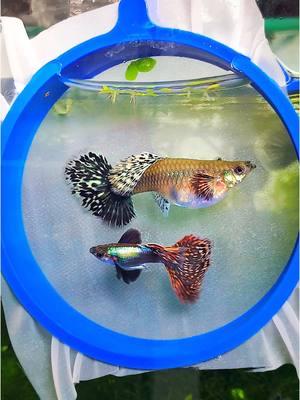 A guppy pair is a masterpiece of nature.  #Aquarium #Guppy 