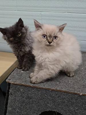 Persian Curly cross. Mini Mouse x Felix #windyhillpets.com #kathyskattery #curlycat #grumpycat #sassycats #persian #selkirkrex @erin finn 