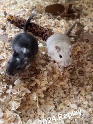 My baby boys #gerberbaby #gerbil #gerbils #gerbilsoftiktok 