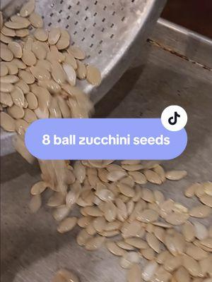 Saving seeds from my 8 ball zucchini #seedsaving #8ball #zucchini #vegetablegarden #homesteading 