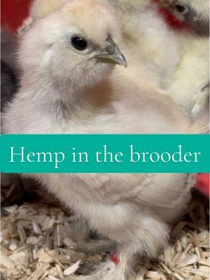 Not all hemp is the same! I’ve tried them all and @Eaton Pet & Pasture is by far superior. Soft, absorbent, no dust. Safer than shavings and works better! I have these guys in my mudroom and there is no smell with 11 of them!  If you’ve never ordered you can use my code purelychickens for 20% off 🎉🌼🐔  Still struggling on which babies to keep! If you are in Ohio and looking for some silkies let me know!  #chicks #babychickens #chickies #hempbedding #chickenbedding #silkies #showgirlsilkie #purelychickens 