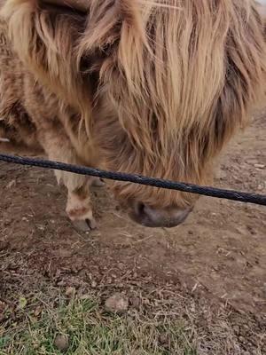 miss Dolly is a stinker... #hairycows #grasspuppy #baharanchhighlandcows 