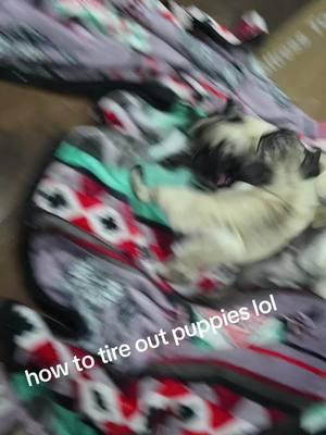 #puppylove #pugsoftiktok #pugs #puglife #puggy #buggy #trending #viralvideo 