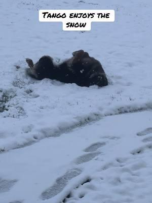 #snowday #winter #tango #dog #zanesvilleohio #ohio #germanshepherd #mansbestfriend #gsd #germanshepherdsnowday #playinginthesnow #