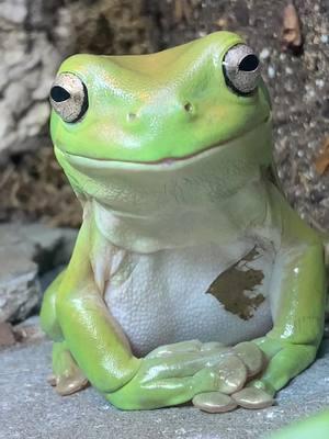 distinguished lady sitting with her hands crossed. (that is a leaf on her chest) zaza is too cute 😭😭 #dumpyfrog #dumpy #dumpytreefrog #whitestreefrog #frog #frogs 