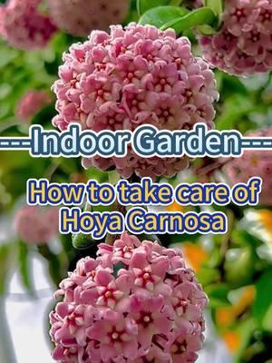 #gardening101 #indoorgarden #gardenplants #indoorplants #homegarden #gardeningtips #plantcare #homeplants #indoorgardening #plantcaretips #hoyacarnosa 