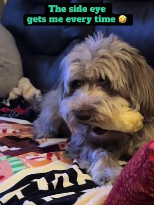 Fred is not sure about his new treat but he doesn’t want anyone else to have it either 🤣🤣🤣#dogtreats #sideeyedog #fred #aussiedoodle #bestestboy #doggietreats #PetsOfTikTok 