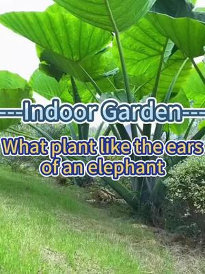 #gardening101 #indoorgarden #gardenplants #indoorplants #homegarden #gardeningtips #plantcare #homeplants #indoorgardening #plantcaretips #leucocasiagigantea 