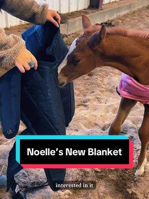 Prepping Noelle for the big drop in temperature this weekend! @Schneiders #horseblanket #foalsoftiktok #foal #babyhorse #filly #foalsof2025 