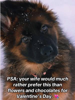 Friendly reminder for Valentines’s Day! 💘 #hughstongermanshepherds #GermanShepherdLife #GermanShepherds #longcoatgermanshepherds #sable #sablegsd #GSDLife #puppies #gsdpuppies 