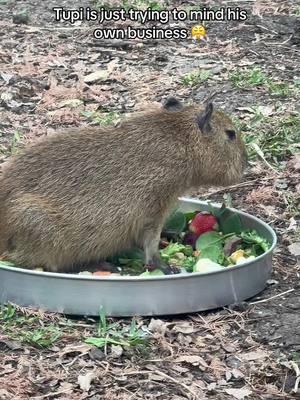 The audacity to interrupt Prince Tupi as he’s snacking on his little snacky snack!!!! This might’ve been his 20th snack of the day, but… #babycapybara #capybara #tupi #sanantoniozoo #knightsoftherotundtable #mollysanimaladventures #animal 