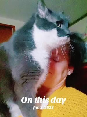 #mybuddy #catsoftiktok #tiktokpets #onthisday #foryoupage 