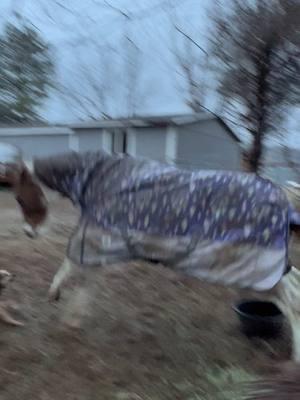 Moved pastures and Killer & ponies were feeling crazy! I think we are all over this non-stop rain! ☔️ #paizleysponies #paintedponiesranch #horselife #ponies #horsetok #minihorse #horses #PetsOfTikTok #farmlife #poniesoftiktok #horsesoftiktok #minihorsesoftiktok #animalsoftiktok #cute #funnyvideo #rain #weather #pasture 