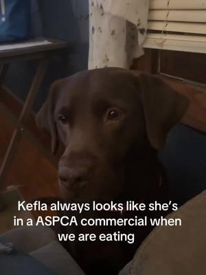 #aspsa #PetsOfTikTok #petsoftiktokfunny #fyp 