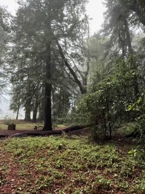 Lost in the beauty of the forest 🌲✨ Where nature whispers and souls find peace 🍃🌿 #ForestVibes #NatureLovers #IntoTheWoods #ExploreNature #GreenEscape #NaturePhotography #ForestAdventures #NatureTherapy #WildernessCulture #CalmAndQuiet #FreshAir #TravelNature #OutdoorLife #SaveThePlanet #EcoFriendly #WildAndFree #EarthLovers