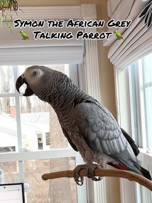 Symon the African Grey Talking Parrot sure is chatty today🦜💕 Feel my love everyday - get my Symagirl merch today! I have adult and kids Ts, hoodies and mugs! LINK IN BIO! Scroll when you're there to find more of your favorite Symagear!   🦜Symon is a 3 year old female Congo African Grey Parrot, hatched on June 15th 2021 who lives in a cozy country home with her parents, Chris and Sheila, and her two parrot siblings, Mickey and Sunny. Symon is an outgoing and talkative bird who loves to chat with anyone who will listen. Her favorite phrases are "Give me a kiss" and "I love you," which she repeats frequently throughout the day. Symon's family is not just limited to birds, however. They share their home with five rescued cats, including William, Meg, Harry, Gigi, and Garfield. Despite being different species, all of the animals get along famously, and they often play chase around the house. Symon enjoys chatting away to them, asking for kisses and declaring her love. Symon's love for talking is impressive, and she has a vast vocabulary that includes everyday sounds such as phones ringing and doorbells chiming. Her ability to mimic human speech is uncanny, and she often surprises her family with new phrases or sounds. Her favorite, however, remains "Give me a kiss" and "I love you," which she repeats whenever anyone approaches her cage. Symon's playful personality and impressive vocabulary bring joy and laughter to her family's daily routine. They often spend hours chatting with her, listening to her mimic their laughter or repeat phrases they have taught her. Her affectionate nature also endears her to her animal siblings, and they often cuddle up against her cage, enjoying the attention from their feathered friend. Despite her small size, Symon has a big presence in the household, and her family cherishes each and every moment spent with her. She is a beloved member of the family, and her favorite phrases "Give me a kiss" and "I love you" have become a cherished part of their daily routine. Symon's love for talking and her affectionate nature make her a unique and special member of the family, bringing laughter and joy to everyone around her. Funny African Grey Parrot video Types of African Grey Parrots Teaching a parrot to talk African grey bird Parrot Learning to talk Best African Grey Talking Parrot African Grey Parrot Sounds Funny Talking Birds African Grey Playing Alex the talking Parrot Irene Pepperberg Parrot Education African Parrot Videos African Grey Parrot sounds talking Birds having fun Birds of TikTok How do parrots talk Birds videos why do parrots dance #babyparrot #congoafricangrey #africangrey #africangreyparrot #parrot #parrotsoftiktok #africanparrot #africanparrots #parrotsoftiktok #greyparrots #africangreysoftiktok #symonpapps #congoafricangreysoftiktok #cag #talkingparrots #talkingparrot #parrotlovers #parrotlife #funnyparrot #talkingbird #africangreylover #bird #funnyparrot #crazyparrot #Africangreyparrotsoftiktok #girlpower #sillyparrot #babyparrot #talkingparrot #congoafricangrey #africangrey #africangreyparrot #parrot #parrotsofinstagram #africanparrot #africanparrots #parrotsofinstagram #greyparrots #africanparrotsofinstagram #symontheafricangreyparrot #Love#africangreyparrotsofinstagram #petsofinstagram #birds #cag #talkingbird #crazybird #playbird #crazybird #birdsofinstagram #sillybird #parrots #happybird #talkingparrot #cag #birdlover #crazy #parrot #africangreyparrot #babyparrot #bird #parrotlife #africangrey #crazyparrot #funnyparrot #parrot #birds #parrots #africangreyparrots #parrotsong #parrottalking #parrotlover #parrotvideo #parrotvideos #starwars #starwarstheme #letsgo #iloveyou #givemeakiss #Love #apples #grapes #kiss #bigkiss #backtowork #amazonparrot #yellownapedamazon #dirtybird #bananas #fyp