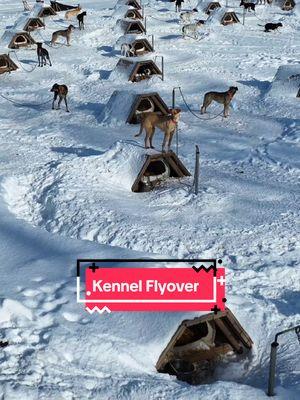 Kennel flyover January 24, 2023. Look at all the snow we had! That was a crazy season with a record snowfall for our region. Over 14' fell that winter. We have snow now but not nearly as much as we had them. My poor handlers and I did so much shoveling I surely do appreciate the work they did Skyler and Erin. #snow #sleddogs #musher #alaskanhusky #kennel #flyover #workingdogs #endurancekennels #mushing #dogsledding 