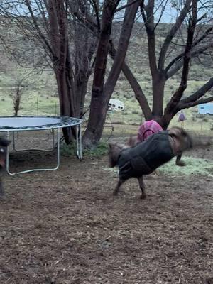 Moving Pretzel back out with the herd, her stall is soup at this point! Hot Sauce was very happy to have his baby sister back! 🥰#paizleysponies #paintedponiesranch #horselife #ponies #horsetok #minihorse #horses #PetsOfTikTok #farmlife #poniesoftiktok #horsesoftiktok #minihorsesoftiktok #animalsoftiktok #funnyvideo #rain #weather #🤣 #lol 