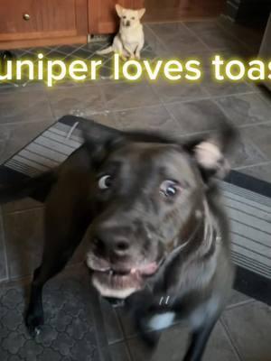 #pittiesaresmart #pitbull #pittie #pitbullrescue #pitty #pitbullsarefunnydogs #rescue #rescuedog #rescuepup #rescueme #adoptdontshop #indie #dogpeople #ilikedogsbetterthanmostpeople #dog #toast #toasty #ding @LeighEllen @Clonefluence, Inc. @TheGardenGoddess @MidwestMess @robin leigh 