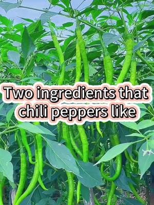 #garden #gardening #fardeningtips #gardening101 #plants #plant #farming #pepper #gardens #planting 