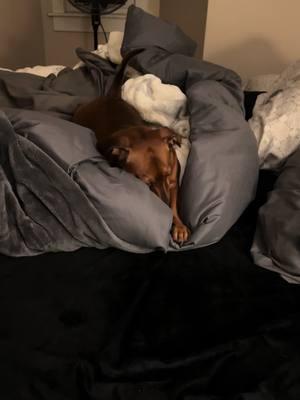 Cute & ready to hit the hay. #doxie #minidachshund #longdog #hotdog #wienerdog #sausagedog #fypシ #lowrider #DogMom #furbaby #fyp #TGIF #WeekendVibes #ViralDog #minidachshundsoftiktok #fypage #dachshundsoftiktok #PuppyTok #minidoxiesoftiktok #dogsoftiktok #doxiesoftiktok #PetsOfTikTok #fypツ #wienerdogsoftiktok #fypシ゚viral #sausagedogsoftiktok #andGO 