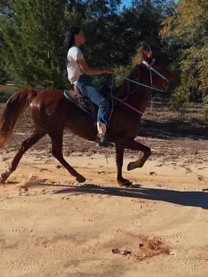 WHO? WHAT¿  Proud of my progress. Only going up from here.. D & CARTI 💅🏽😍  • That’s D!!  • 3 official TRAILRIDE.  #CapCut #fyp #rackinghorse #singlefootinghorse #tennesseewalkinghorse #trailride #FORYOU #fypviralシ #horsesoftiktok #mare #maresoftiktok #fypシ゚viral #rackinghorse #racking 