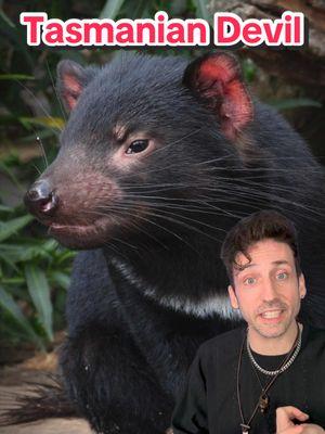 The John Wick of marsupials 👀 #tasmaniandevil 