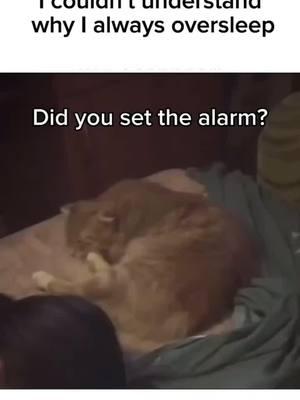 DID YOU SET THE ALARM? #cats #catsoftiktok #catslovers #alarm #alarmclock #clock #catslove #funnycat #funnycats #catsfunnyvideos #humor #animals #funnyanimals #PetsOfTikTok #pets #petstory #funnyvideo #funnymoments #funnytiktok #funnyclips #comedyfunnyvideos #MomsofTikTok #momlife #dadsoftiktok #dadmoves #dadjokes #waitforit #happyfriday #goodnight #night #nite #fornite #forniteclips #fridaynight #newyear #newyears #2024 #2025 #squidgame #squidgame #happynewyear #newyear2025 #nye #sports #feliz #felizañonuevo #fireworks #vexbolts #2025future #squidgameedit #hola2025 #newyearnewme #supportme #f4f #supporting #tiktok #viral #viralvideo #viraltiktok #fyp #foryou #foryoupage 