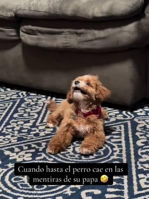 🐾 🎾 #Congelar #สโลว์หมุนๆ #chistososvideos #perrostiktok #cavapoo 