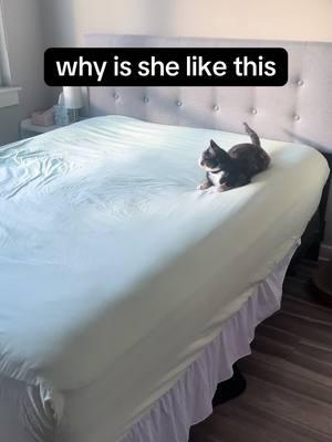 how am I supposed to make my bed in these conditions #catsoftiktok #cats #cat #catzoomies #zoomies