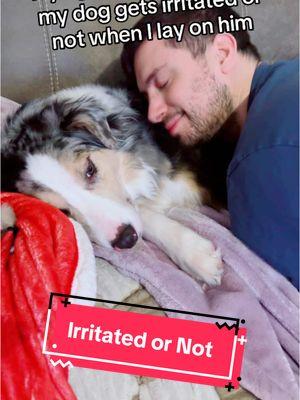 He loves cuddle time 🥰🫶 #dogdad #cuddles #dogsoftiktok #trend #hadesjaznateadventures #theaussiefam 