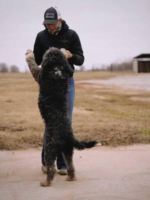 My best boy Bear! ♥️ I think he loves @Kimes Ranch too 😉 #bestdoggo 