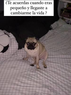 Mi bebé ❤️  #pug #puglove #puglover #pugpuppy #puglovers #pugworld #pugoftheday #ilovemypug #pugsofinstagram #pugs #puglife #pugslife #dog #dogsofinstagram #doglover #dogs #puppylove #puppylife #puppyoftheday #puppydog #puppyoftheday #puppyofinstagram #pet #pets #petstagram #petlovers #instadog #viralvideos #viralpost #viralreels #perrihijos🐾❤️