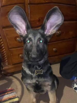 Lmfao !! Loki looks soo cute #bigears #germanshepherd #puppy #germansheperdpuppy #funnyvideos #fypシ 