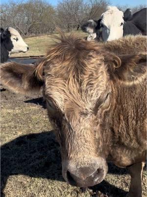 Got her done! ✅ #farmchores #countryliving #horses #cows #sidexside #momlife #toddler #boymom #family #barngym #Vlog #dil 